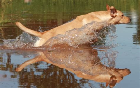 swimmer's tail in dogs.